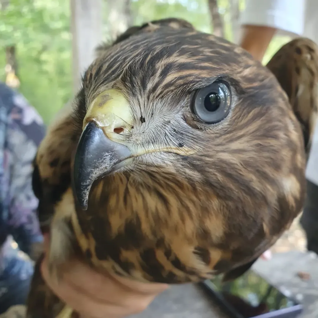 Demirköy Balaban Köyde Yaralı Şahin Için Dkmp Kırklareli Şube Müdürlüğünü Arayan Samet Akalın A (2)