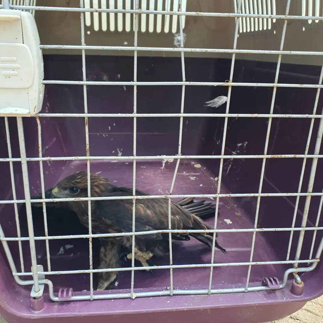 Demirköy Balaban Köyde Yaralı Şahin Için Dkmp Kırklareli Şube Müdürlüğünü Arayan Samet Akalın A (3)