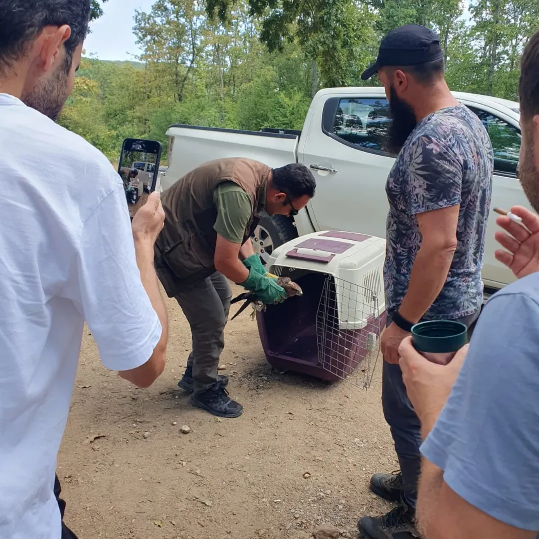 Demirköy Balaban Köyde Yaralı Şahin Için Dkmp Kırklareli Şube Müdürlüğünü Arayan Samet Akalın A (4)