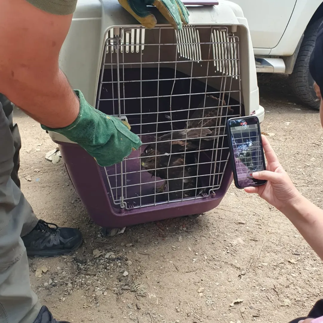 Demirköy Balaban Köyde Yaralı Şahin Için Dkmp Kırklareli Şube Müdürlüğünü Arayan Samet Akalın A (5)