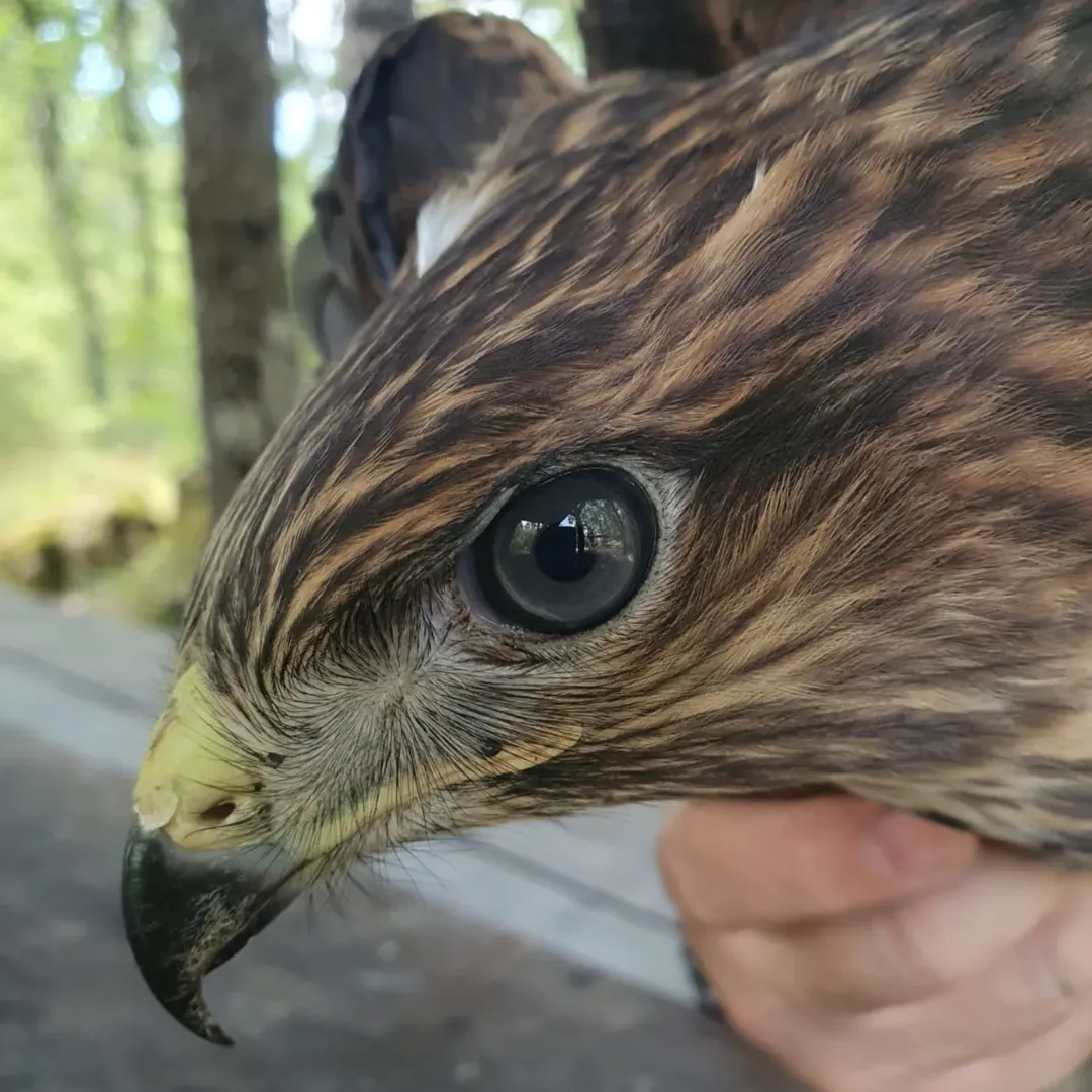 Demirköy Balaban Köyde Yaralı Şahin Için Dkmp Kırklareli Şube Müdürlüğünü Arayan Samet Akalın A