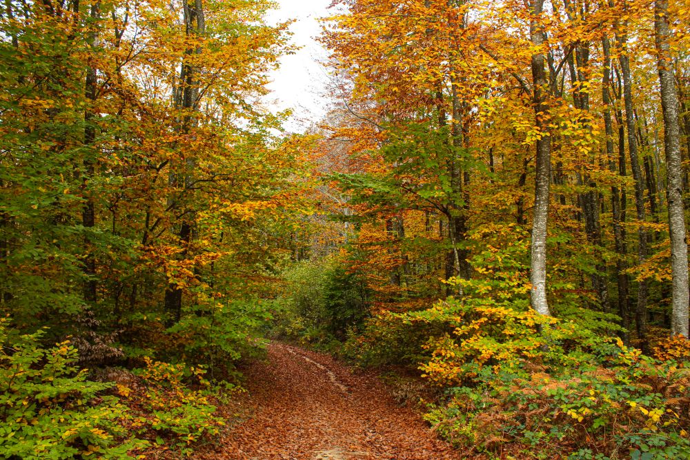 571343632 10162602791839221 3701586022252994579 N