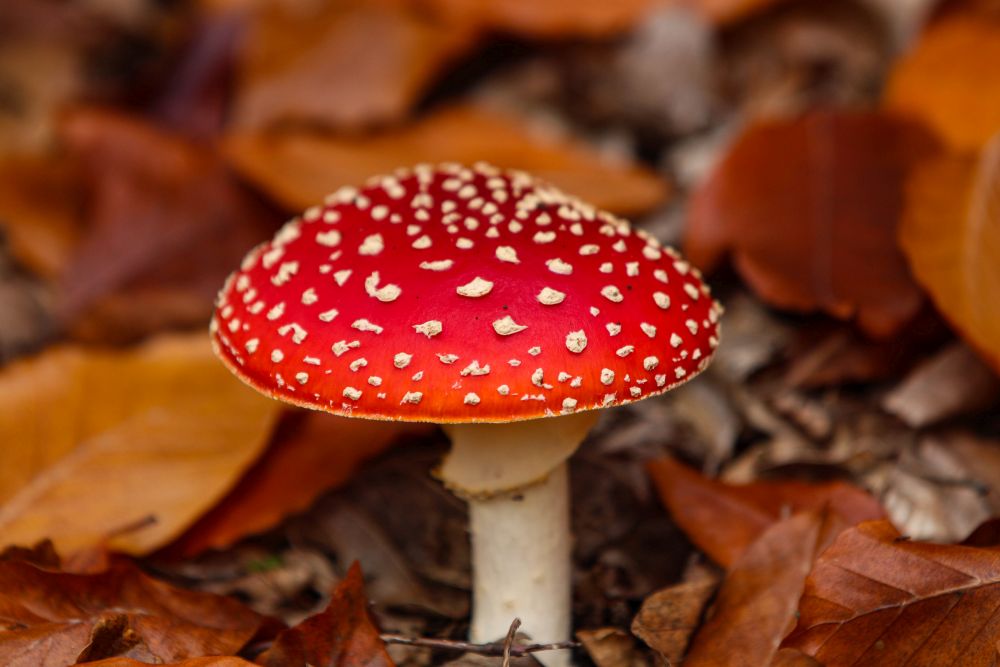 571698977 10162602792234221 2971444097275411534 N