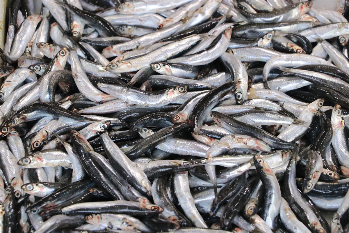 A A 20251116 39722618 39722615 M A R M A R A D E N I Z I N D E K I B O L L U K B A L I K C I L A R I T E K I R D A G A C I K L A R I N A C E K T I