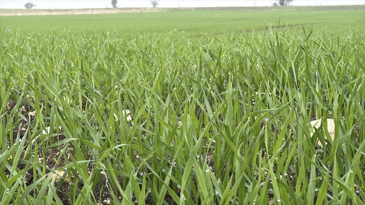 A A 20251122 39772637 39772631 T R A K Y A D A C I F T C I L E R I N B U G D A Y E K I M M E S A I S I S U R U Y O R