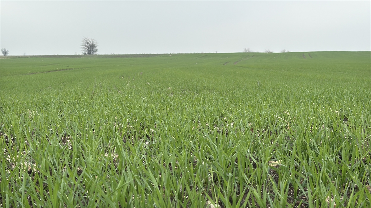 A A 20251122 39772637 39772634 T R A K Y A D A C I F T C I L E R I N B U G D A Y E K I M M E S A I S I S U R U Y O R