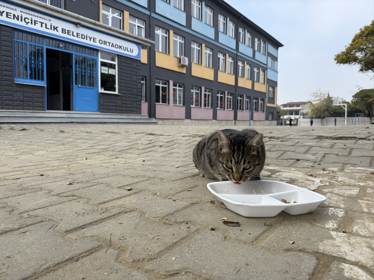 A A 20251122 39773294 39773289 P E L I N O G R E T M E N 11 Y I L D I R C O C U K L A R I M D E D I G I K E D I L E R I B E S L I Y O R