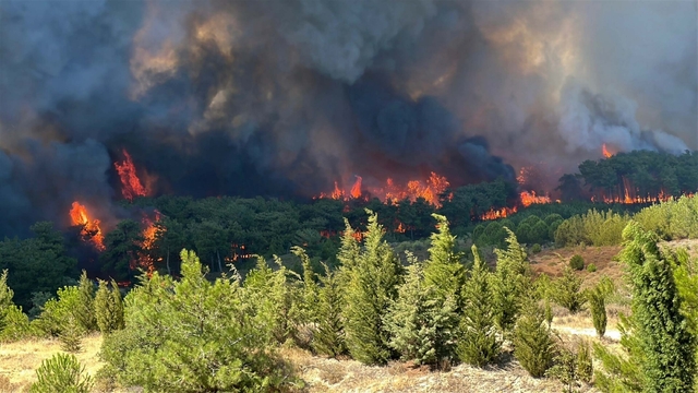 1766699171 Orman Yang Nlar