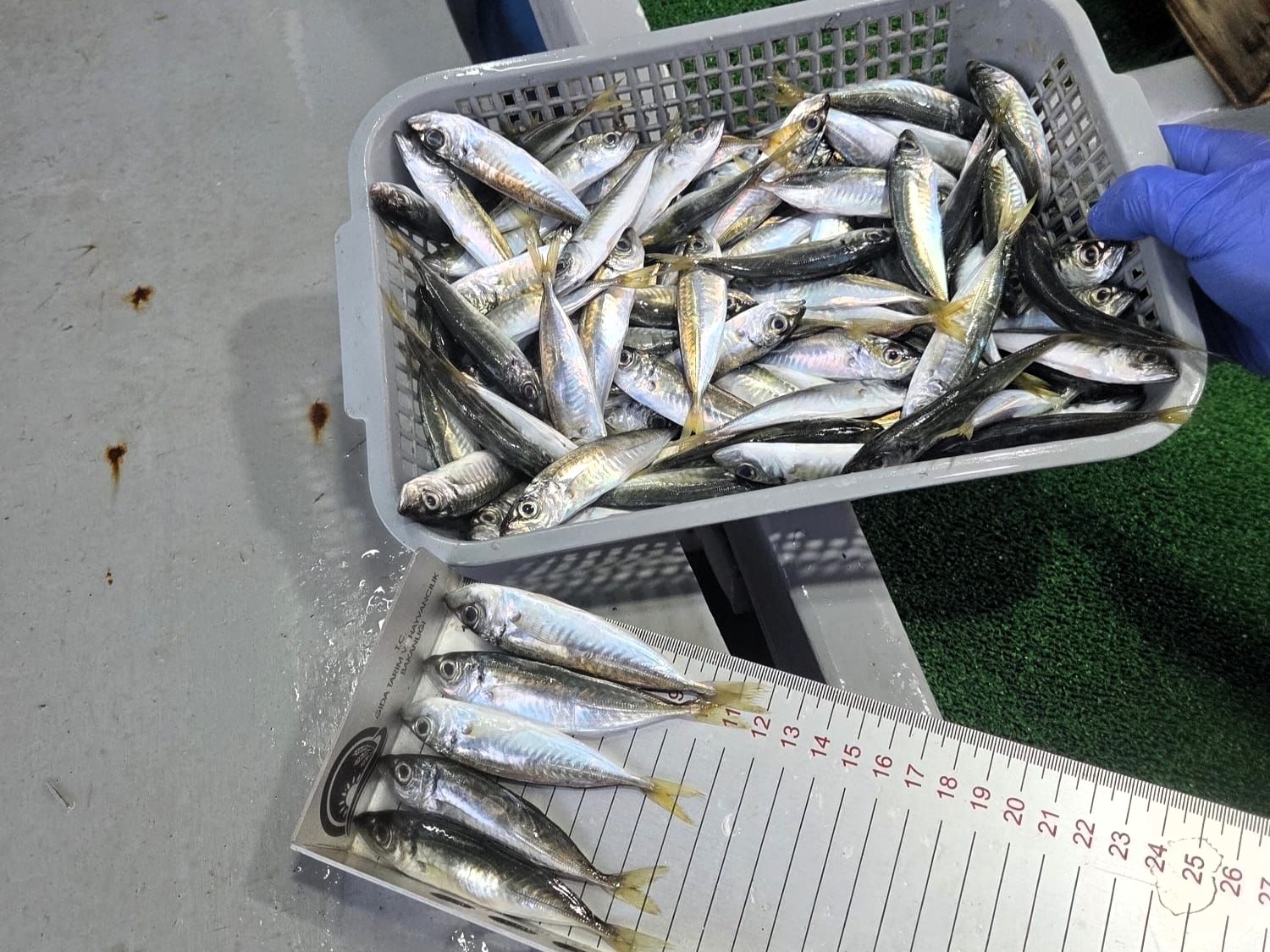 601821781 1320752746733054 3970269523696400747 N