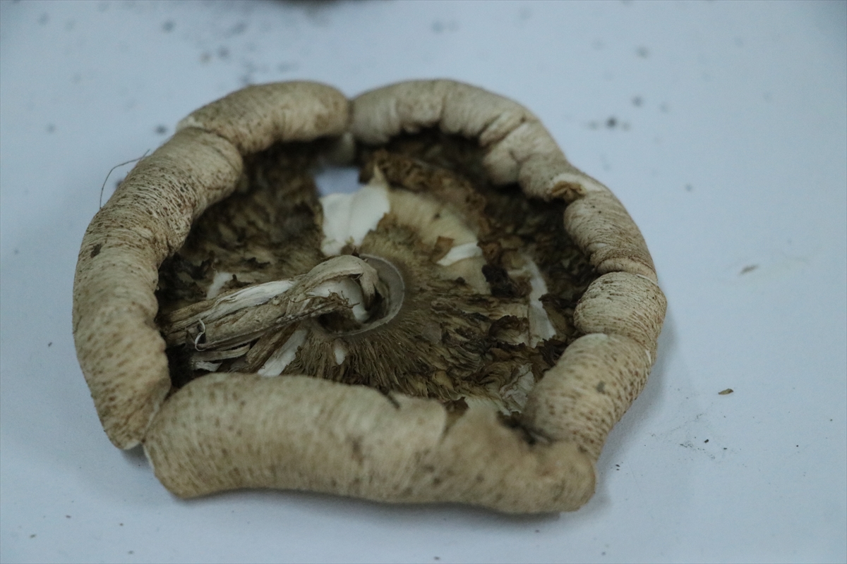 A A 20251215 39983398 39983392 G A N O S D A G I N A A I T M A N T A R C E S I T L E R I N I N E N V A N T E R I C I K A R I L I Y O R