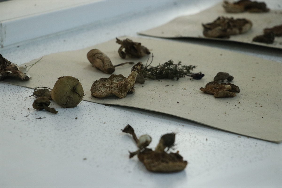 A A 20251215 39983398 39983394 G A N O S D A G I N A A I T M A N T A R C E S I T L E R I N I N E N V A N T E R I C I K A R I L I Y O R