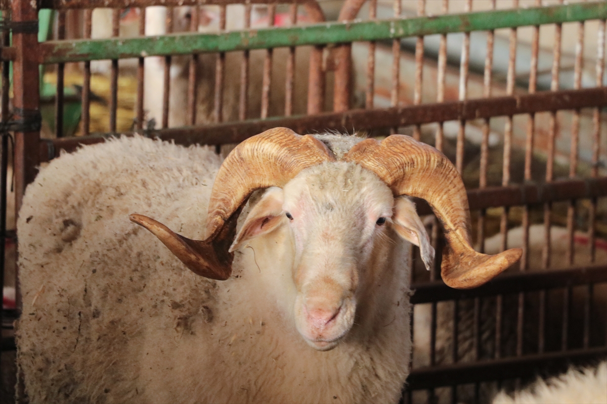 A A 20251220 40030977 40030974 T R A K Y A D A D A M I Z L I K K U C U K B A S H A Y V A N L A R B I L I M S E L V E R I L E R L E T E S P I T E D I L E C E K