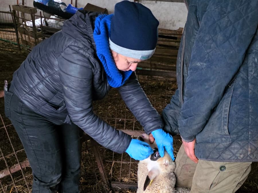 621667339 1347915087350153 2056160740814345873 N