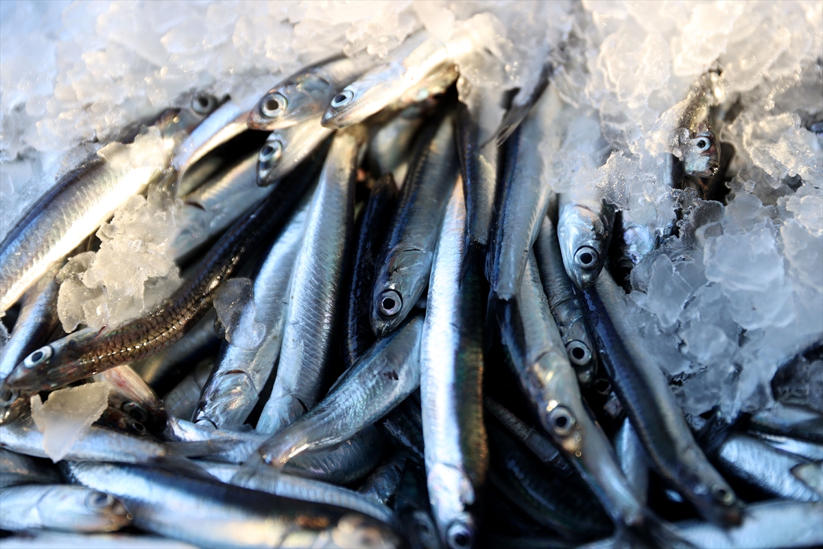 A A 20260129 40397538 40397534 I G N E A D A A C I K L A R I N D A H A M S I B E R E K E T I