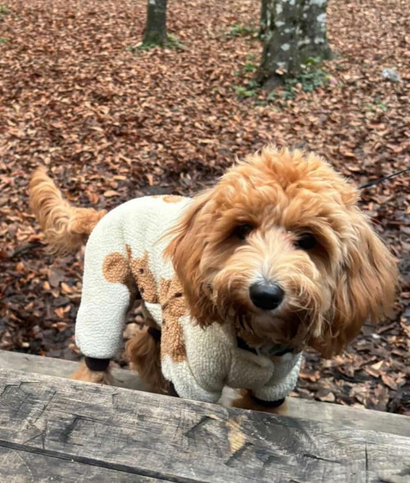 F137Be36 D666 442F 8Ddd B3869534B102