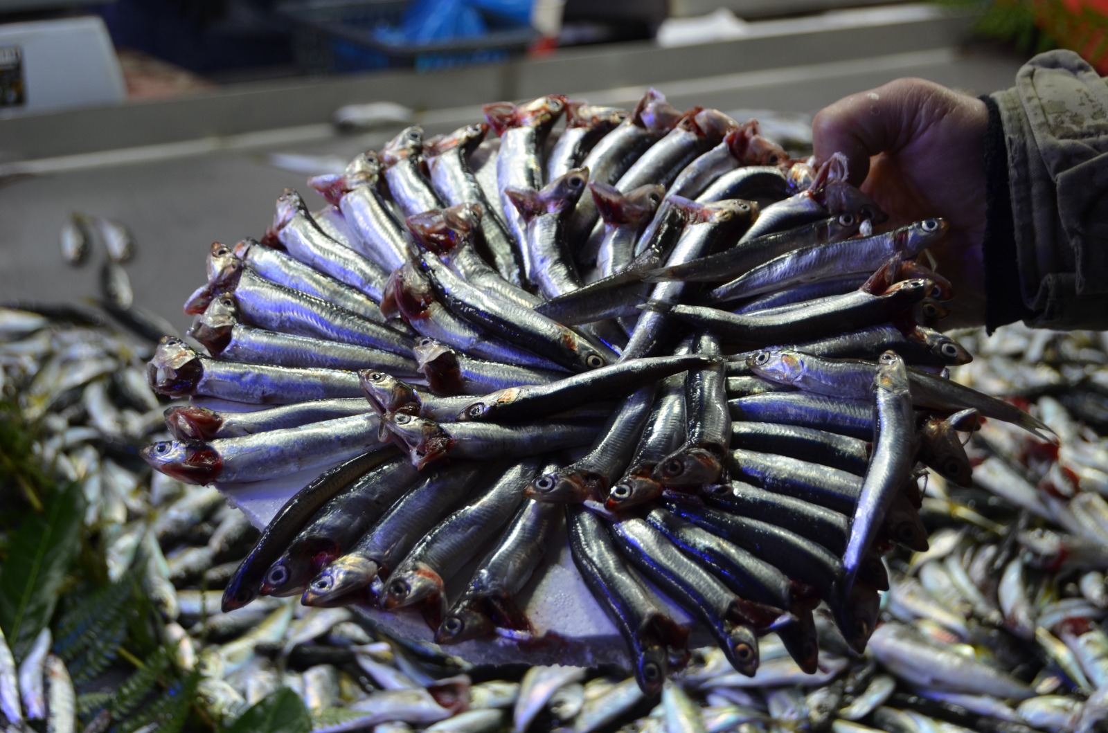 Faed1Faf A00C 4Ebf 9E59 95992Baa7639