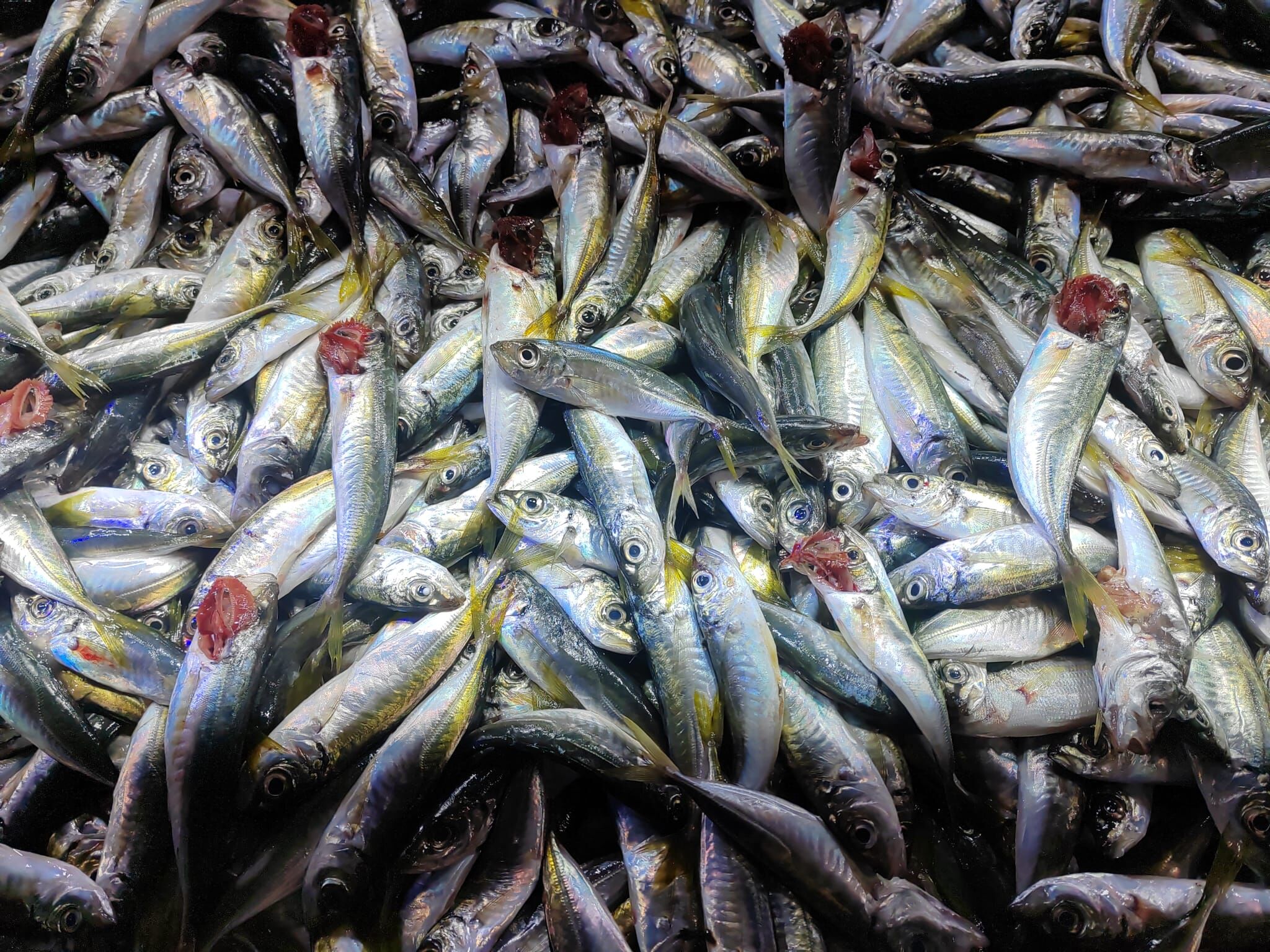 56Ecc552 Ed4D 408D 9044 B9A5080Fa718