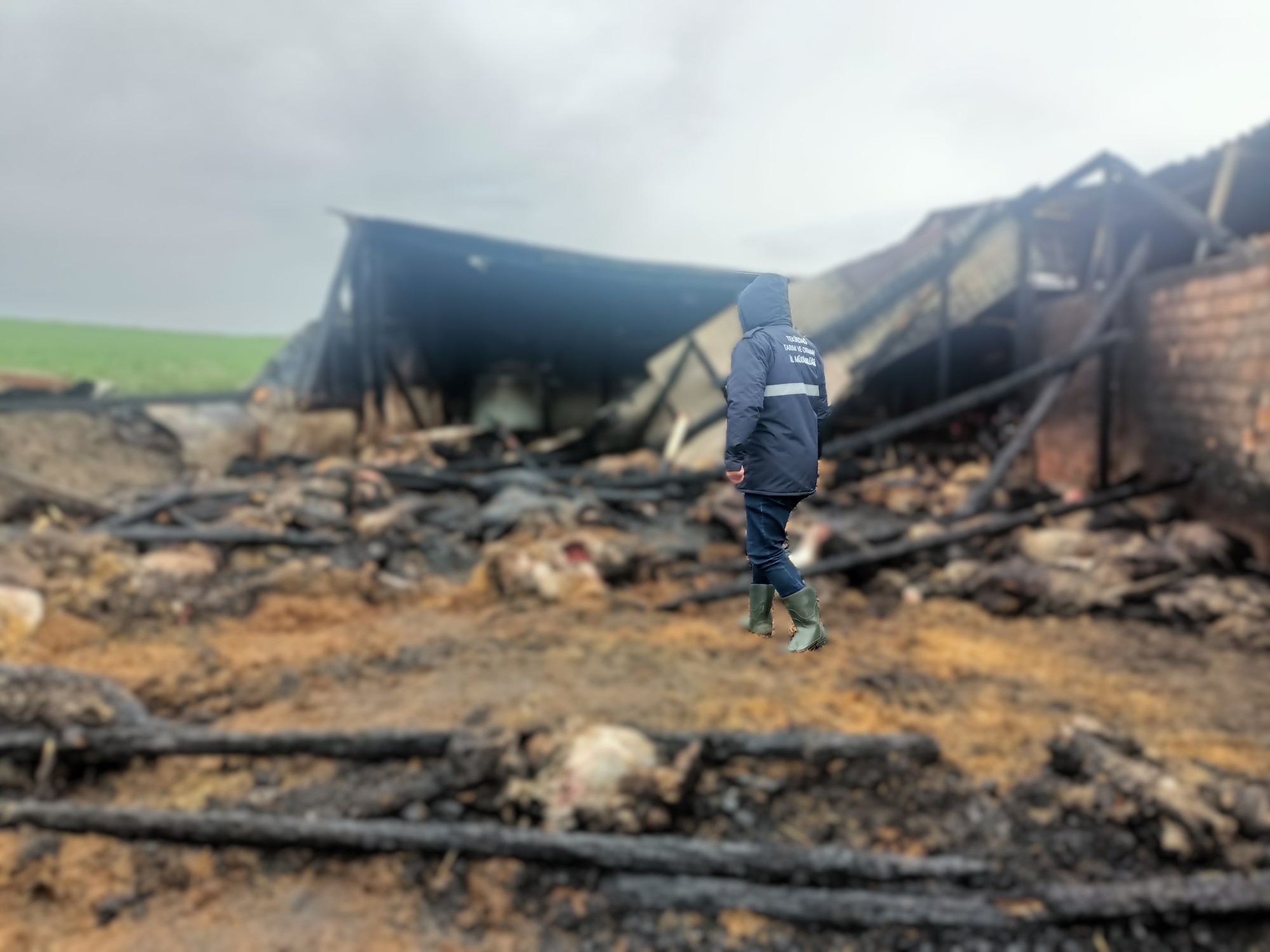 626788228 1226341099641869 5280522706288575672 N