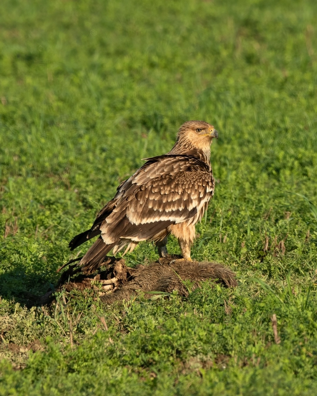 627099671 1344360337735896 6093632983058250814 N