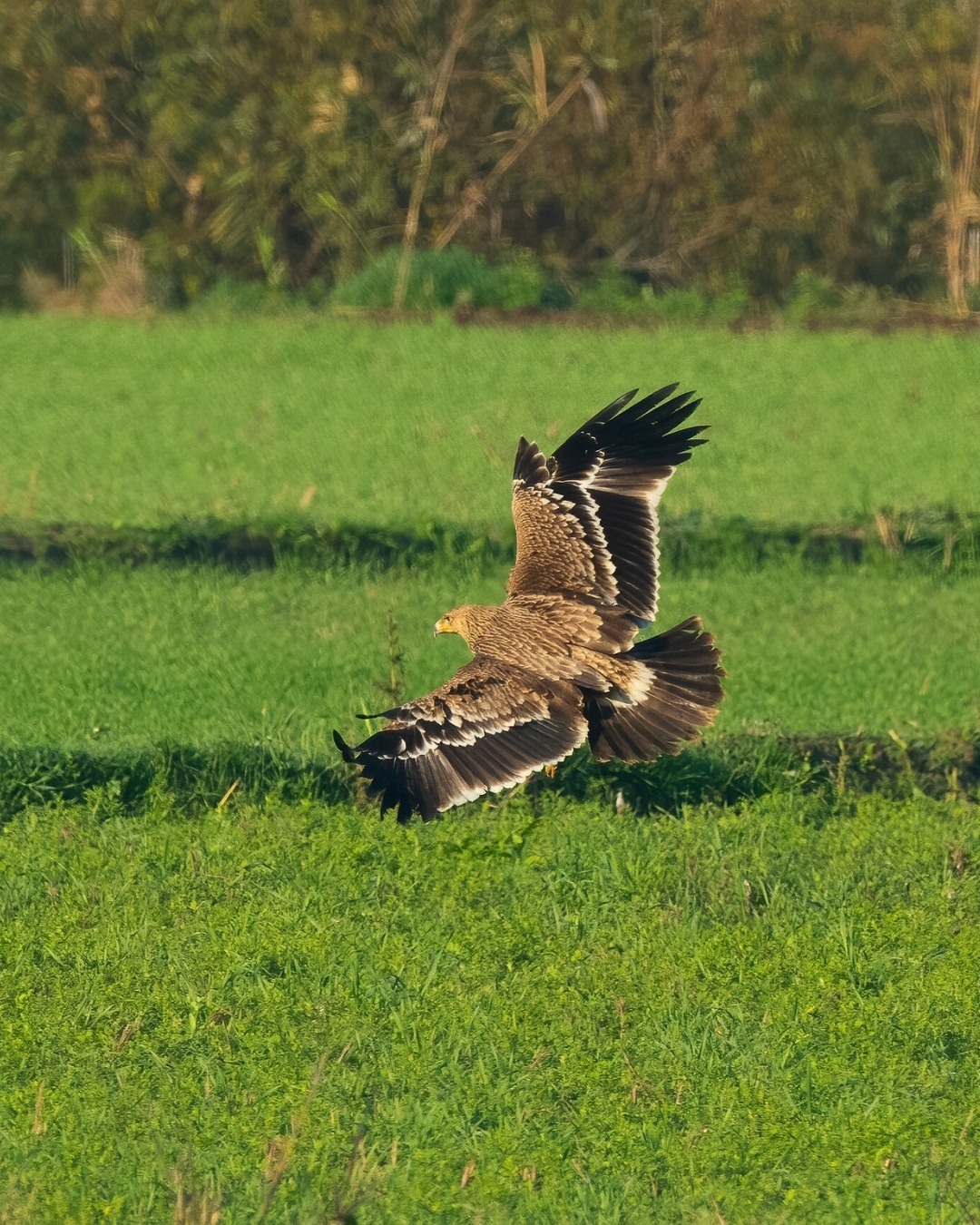 627515369 1344360334402563 3977832732515403411 N (1)