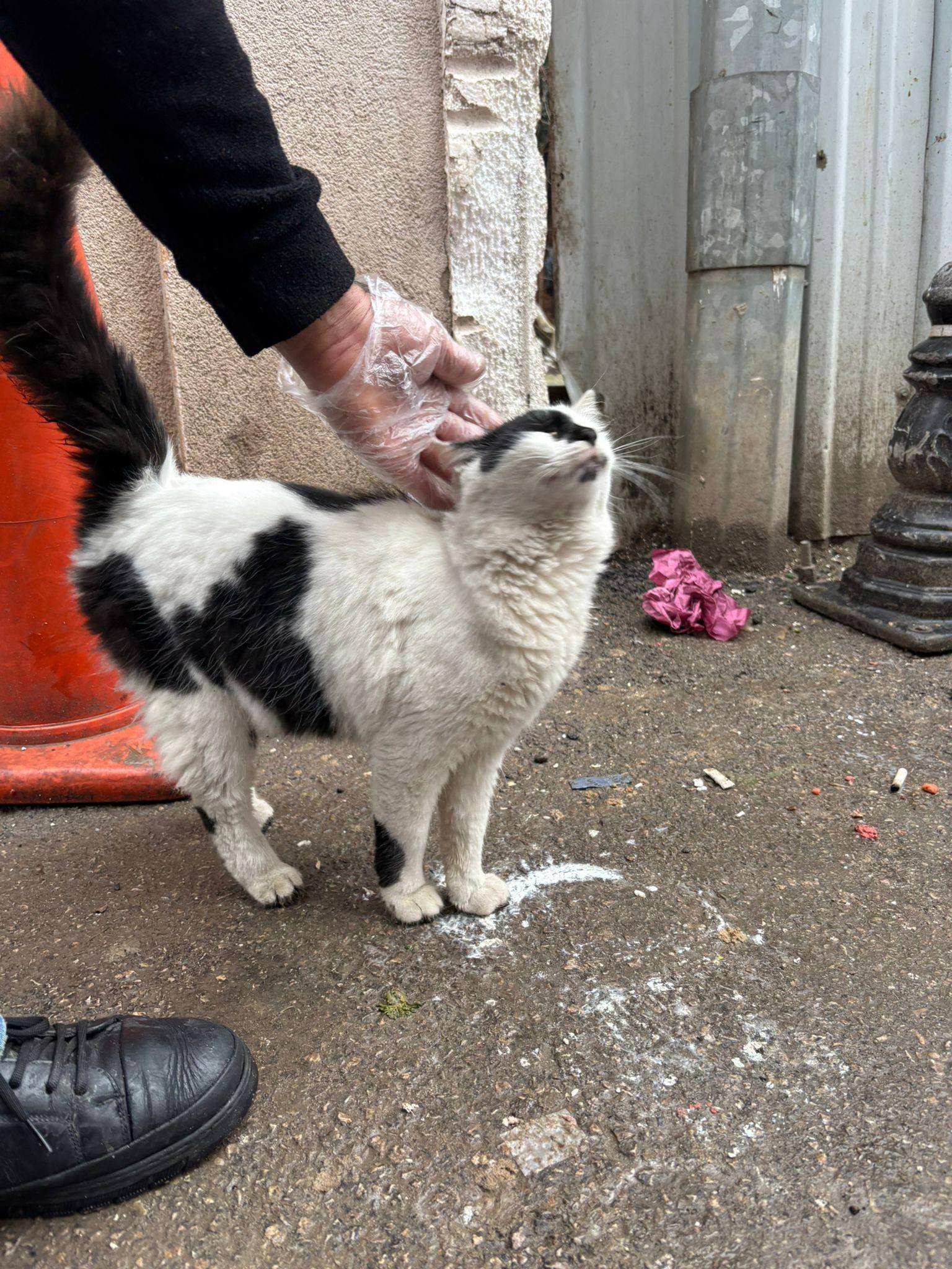 629025628 10164397310584759 4196083276332249648 N