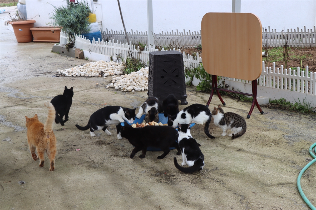 A A 20260216 40567153 40567147 D O K T O R O N E R I S I Y L E B A S L A Y A N K E D I S E V G I S I 40 K E D I L I K Y U V A Y A D O N U S T U