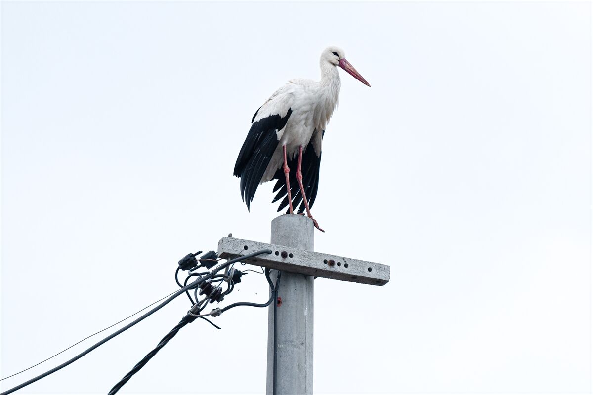 A A 20260227 40680083 40680062 Y A R E N L E Y L E K 15 Y I L D A D A G O C U P G E L D I