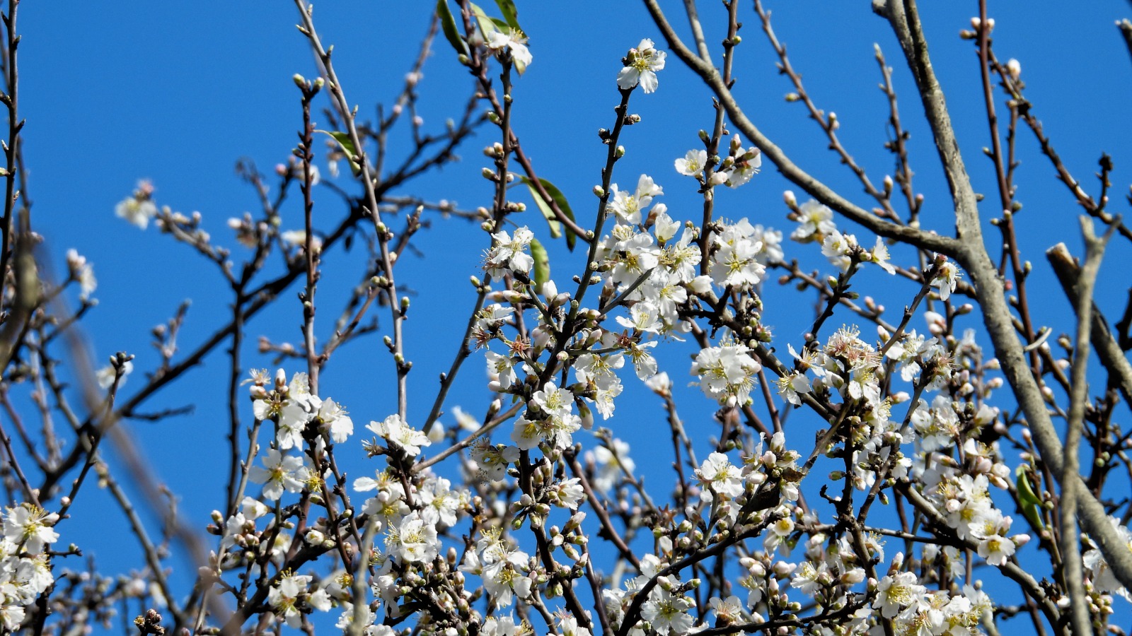 Whatsapp Image 2026 02 07 At 18.18.22 (3)