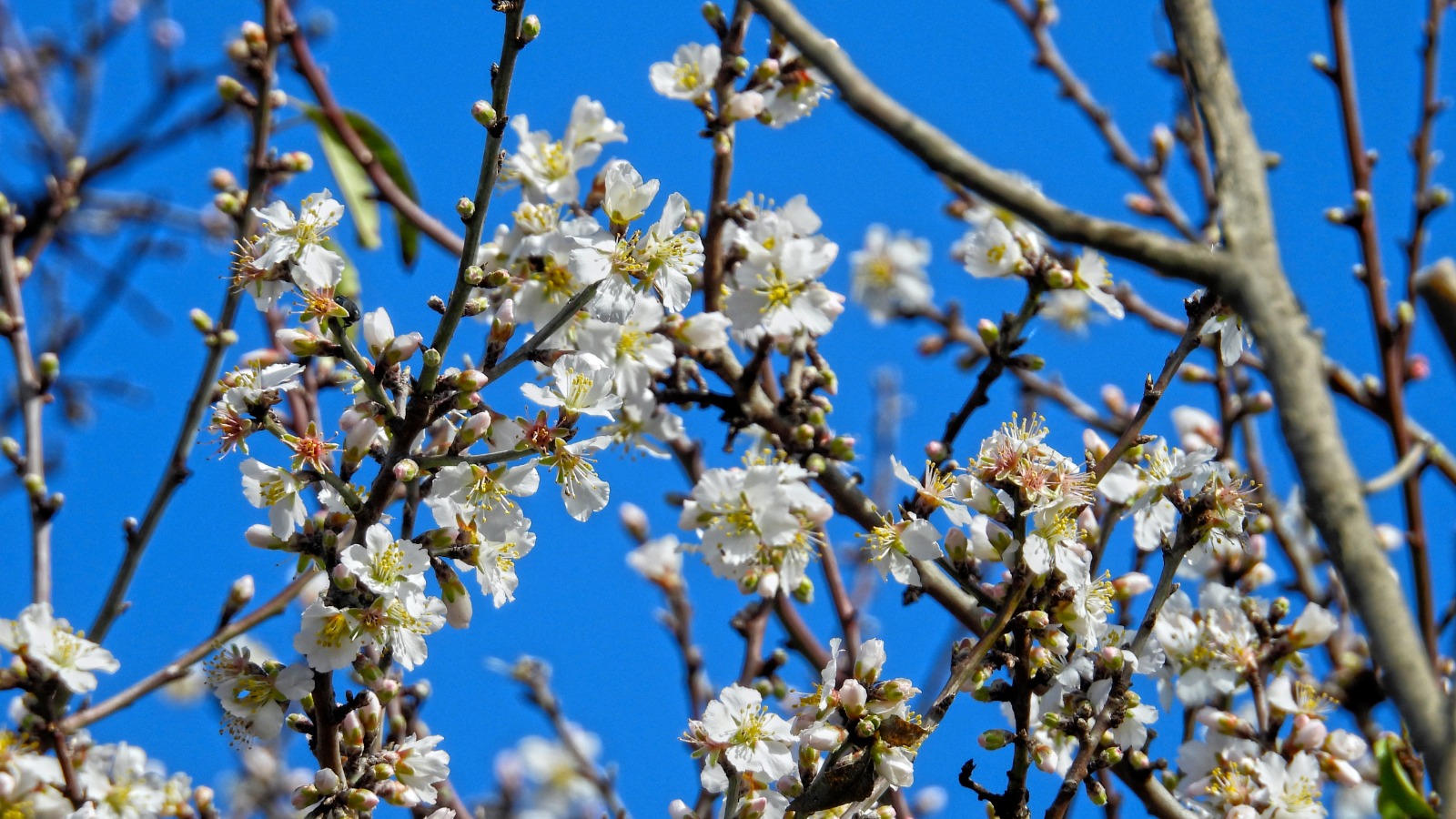 Whatsapp Image 2026 02 07 At 18.18.23