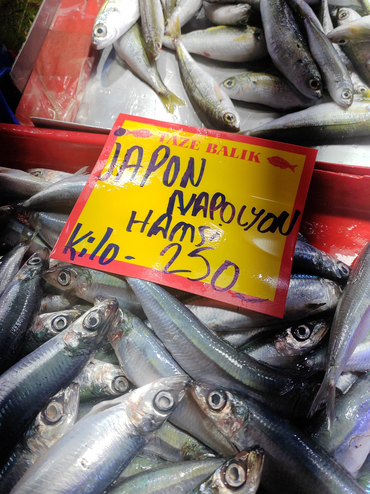 Whatsapp Image 2026 02 11 At 15.11.36