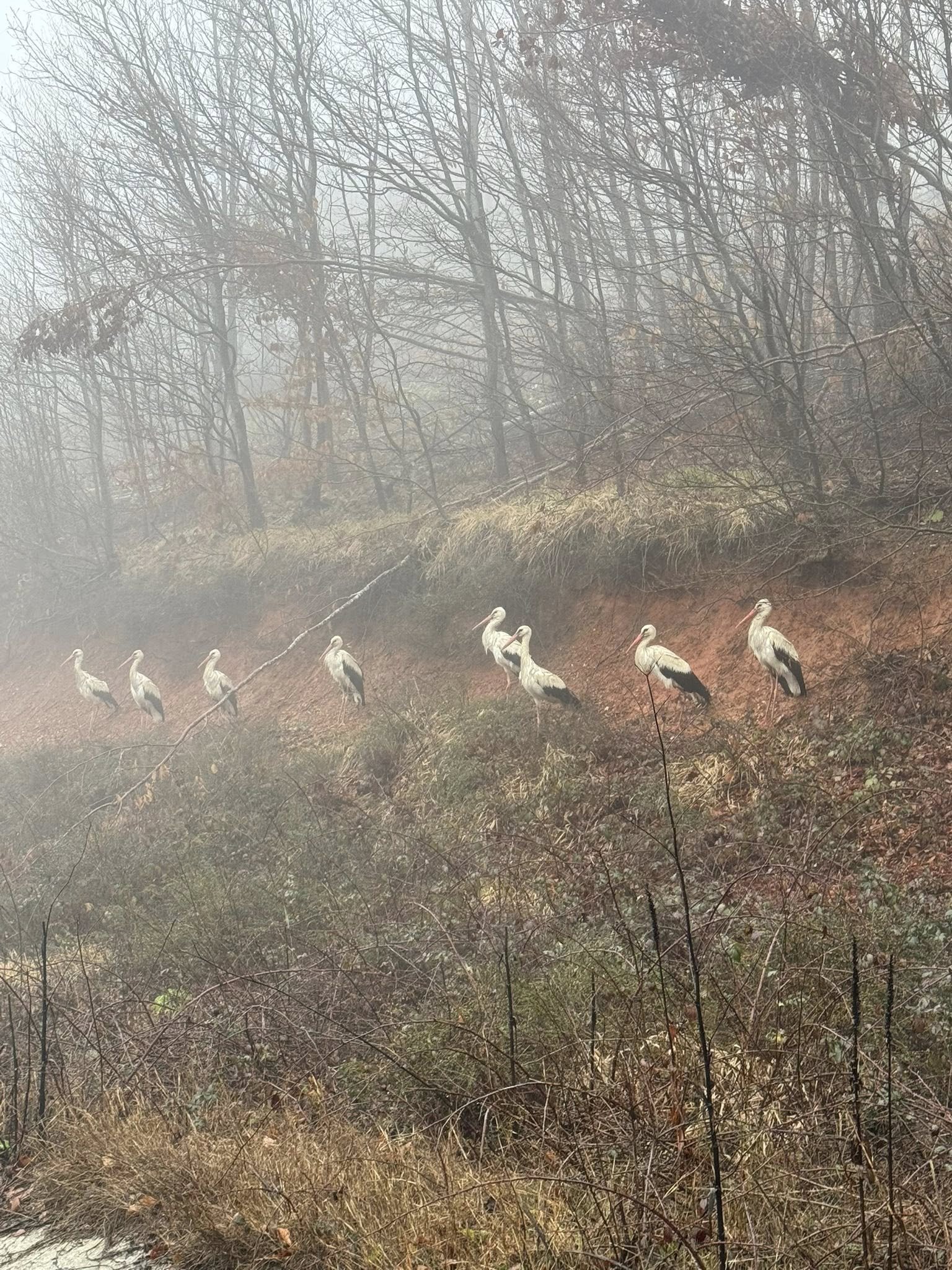 657290485 1271468695170559 8019646146363225900 N