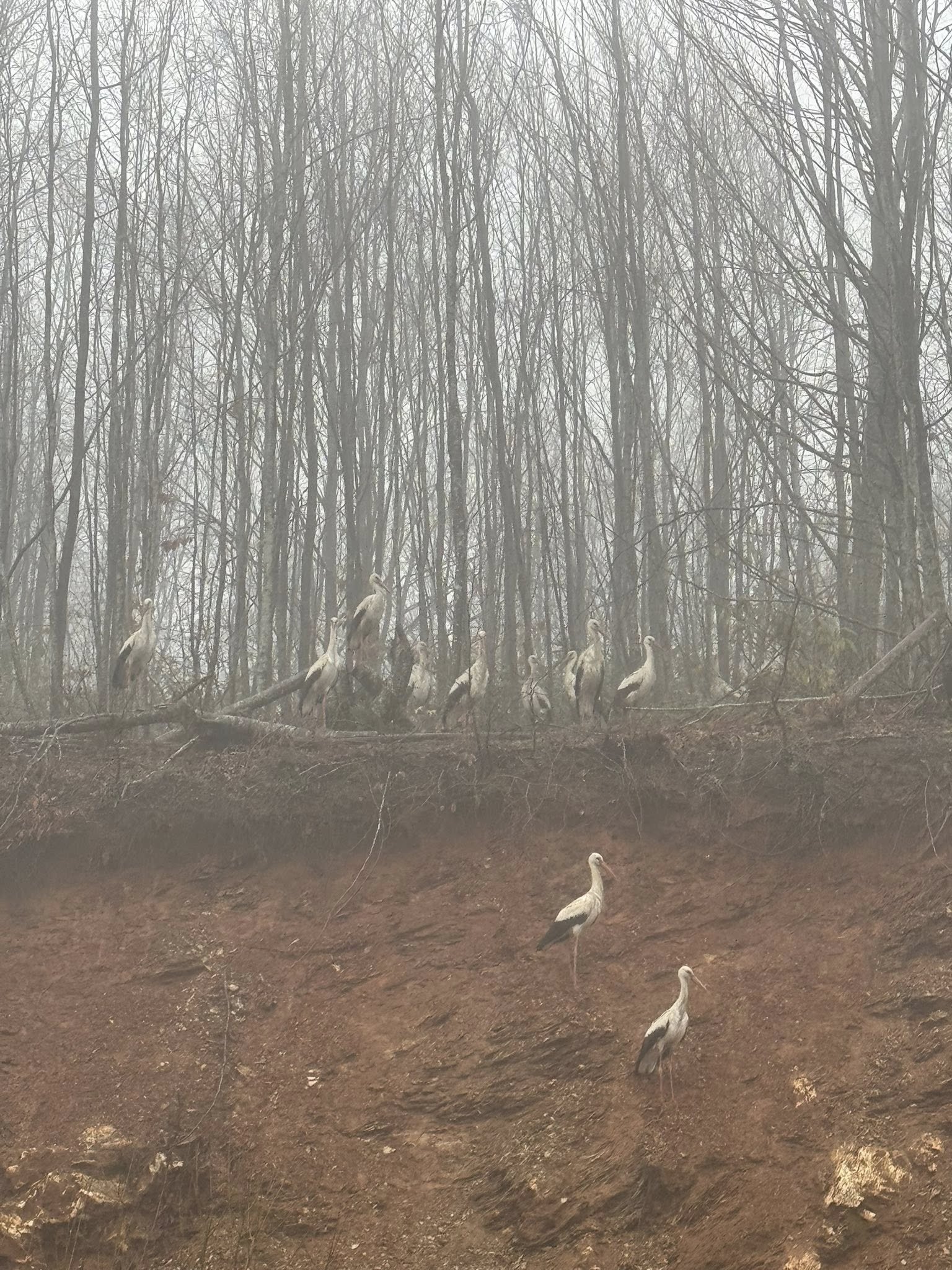 662056494 1271468648503897 7514291749866132673 N