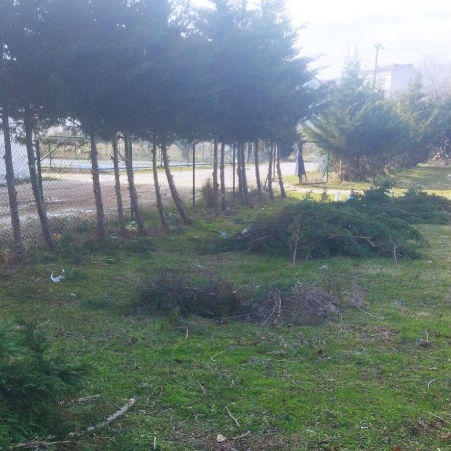 Belediyemiz Ekipleri Tarafından Ağaç Budama Çalışmaları Gerçekleştirilmiştir. Yapılan Budama Çal (1)