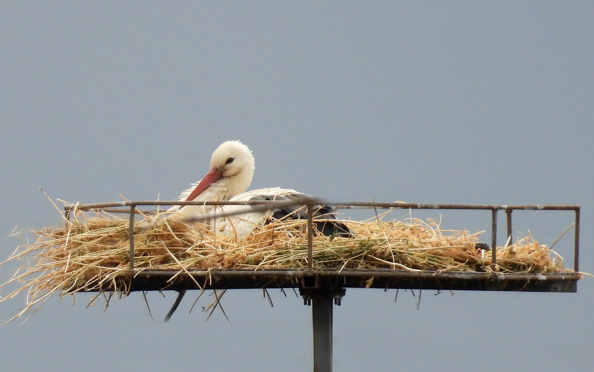 657504350 10164121288406166 528780695836916827 N