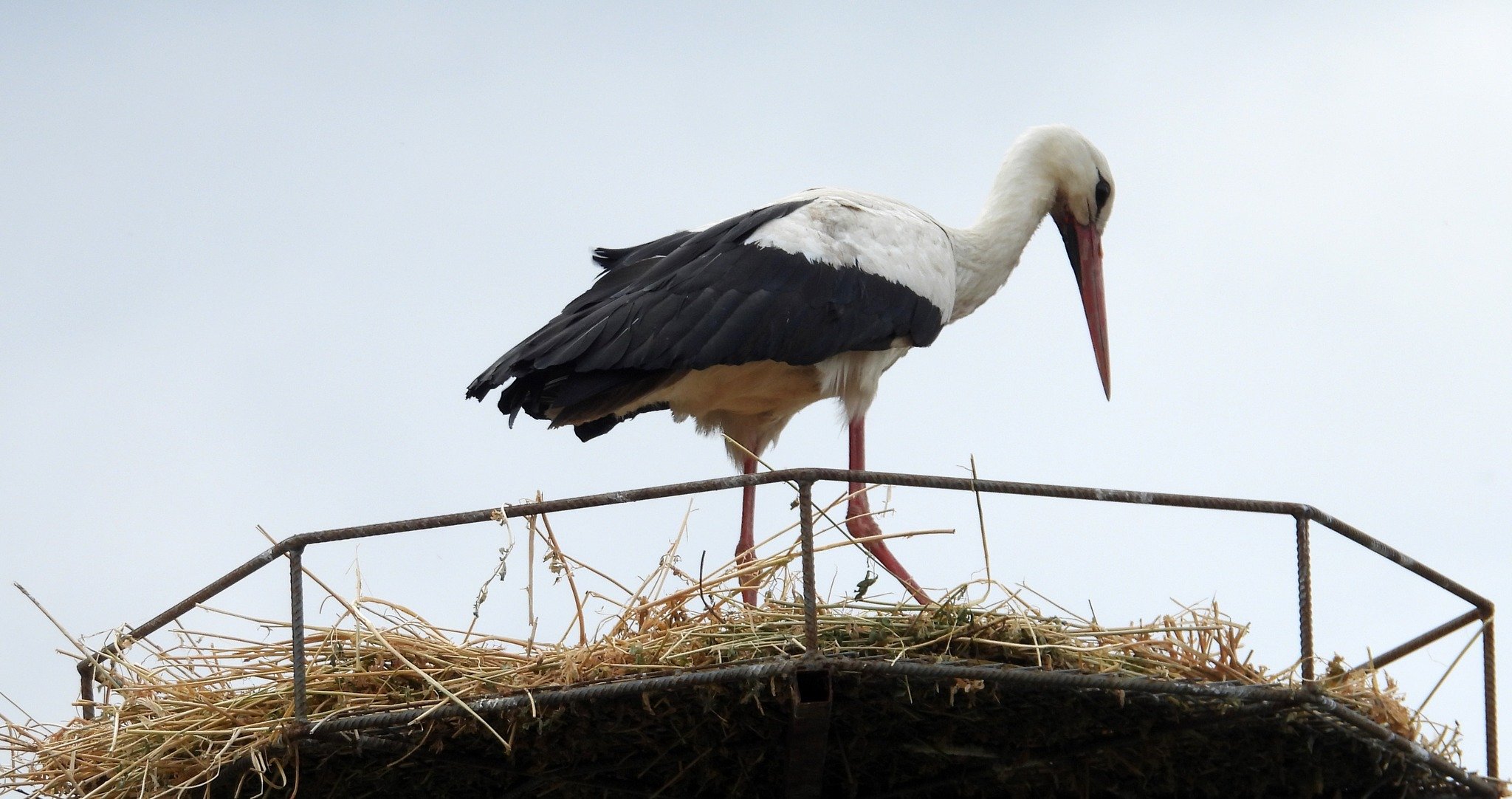 658855081 10164121288816166 183150409912283889 N