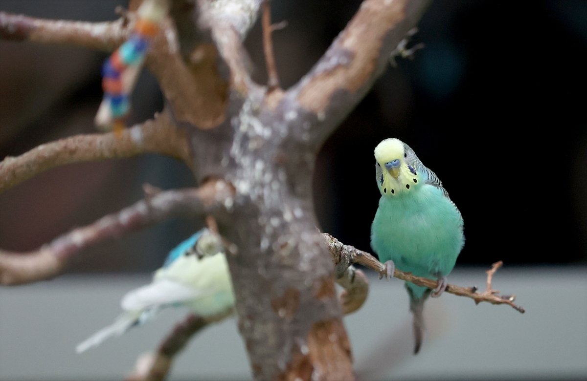 A A 20260414 41100964 41100956 H A S T A N E N I N K A N A T L I S A K I N L E R I H A S T A V E Y A K I N L A R I N A M O R A L O L U Y O R