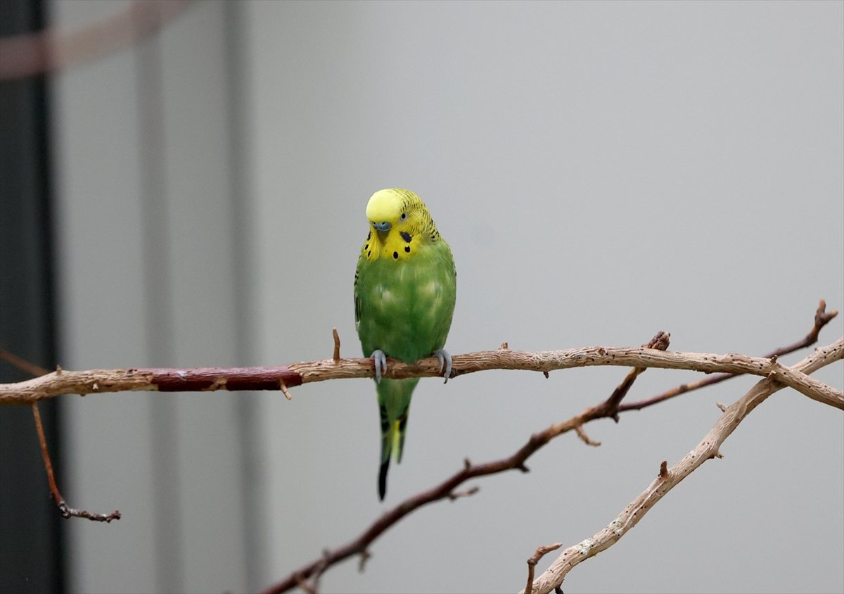 A A 20260414 41100964 41100957 H A S T A N E N I N K A N A T L I S A K I N L E R I H A S T A V E Y A K I N L A R I N A M O R A L O L U Y O R