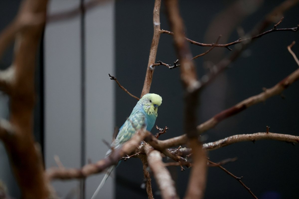 A A 20260414 41100964 41100958 H A S T A N E N I N K A N A T L I S A K I N L E R I H A S T A V E Y A K I N L A R I N A M O R A L O L U Y O R