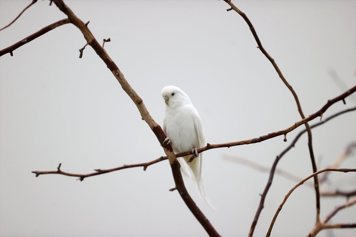 A A 20260414 41100964 41100959 H A S T A N E N I N K A N A T L I S A K I N L E R I H A S T A V E Y A K I N L A R I N A M O R A L O L U Y O R