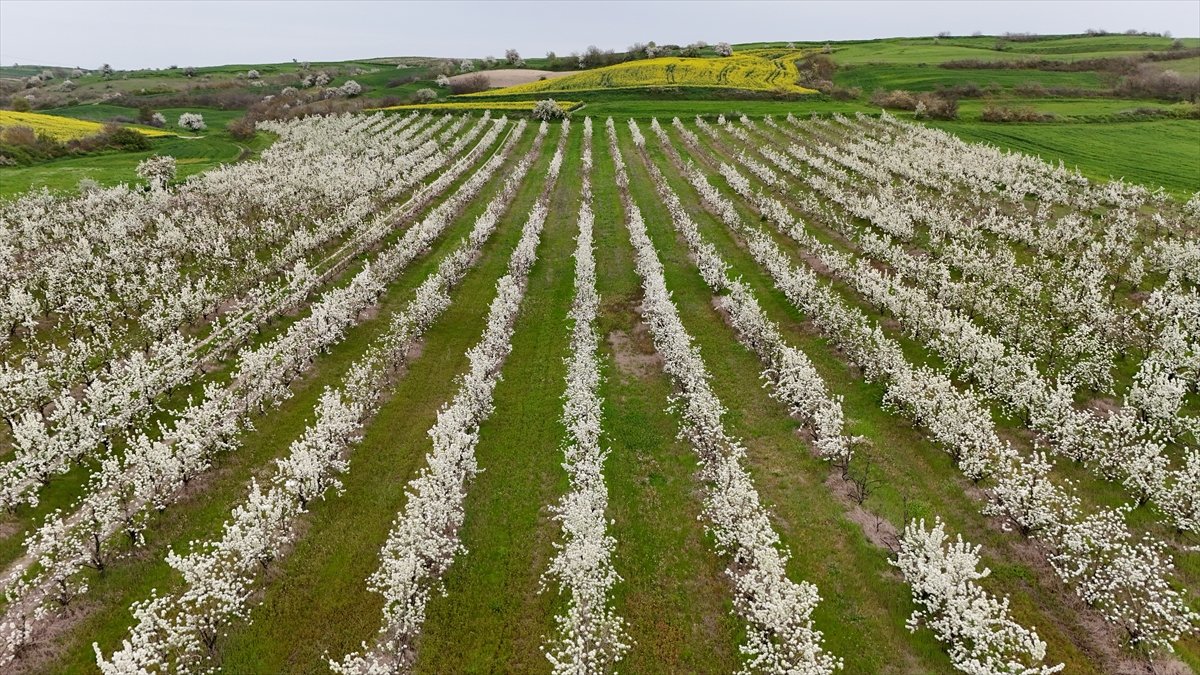 A A 20260418 41140172 41140164 K I R K L A R E L I N D E M E Y V E A G A C L A R I N I N C I C E K A C M A S I Y L A B A H C E L E R B E Y A Z A B U R U N D U