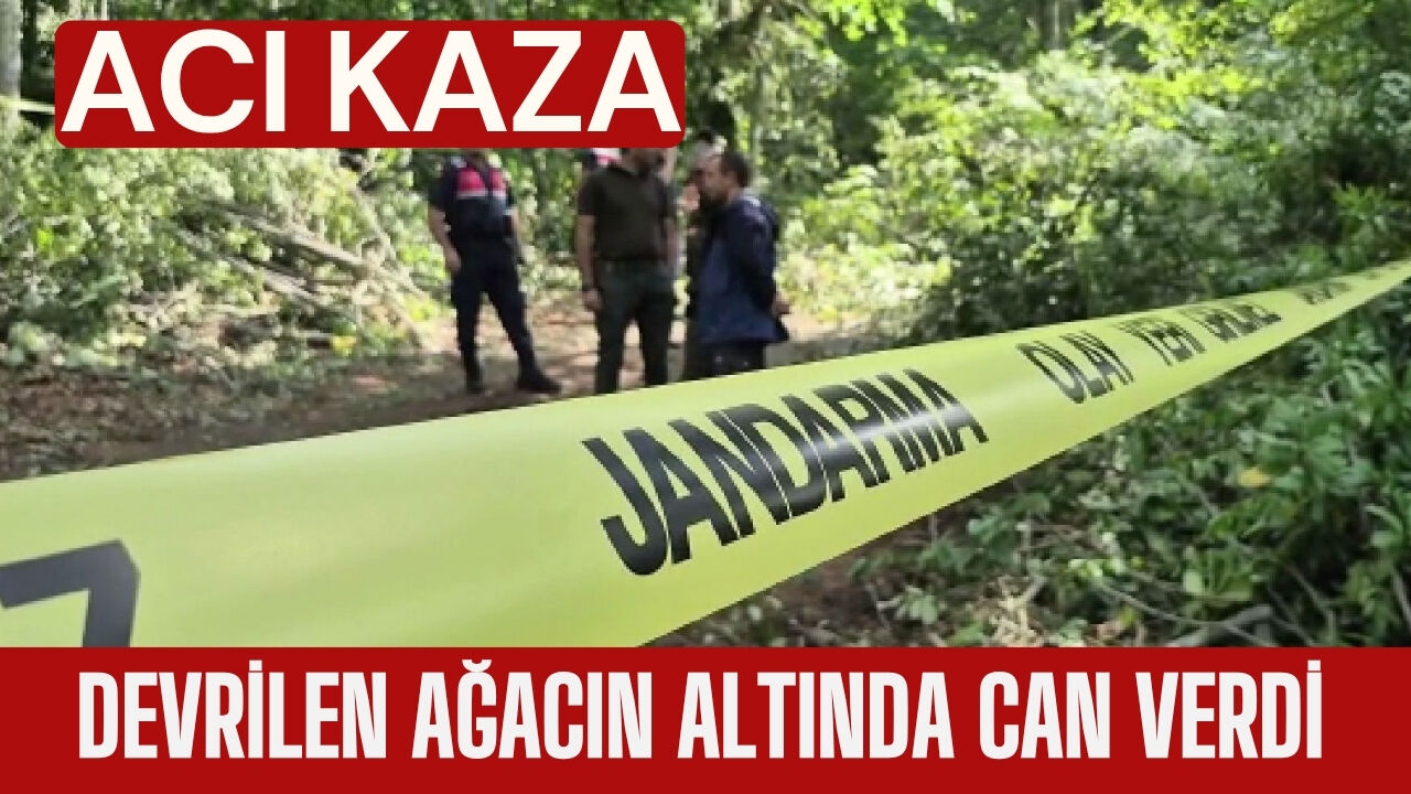 Acı Kaza; Devrilen Ağacın Altında Can Verdi