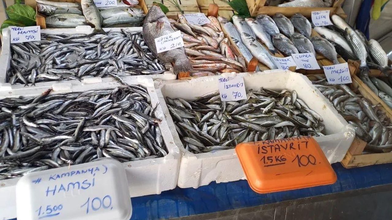 Balık Fiyatları Düşüyor