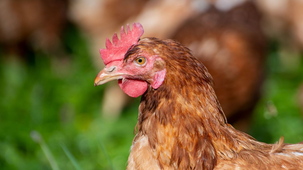 Tavuk Eti Üretiminde Artış