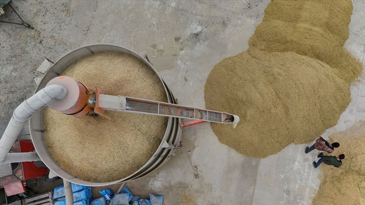 Trakya'da Çeltik Hasadı Tamamlandı