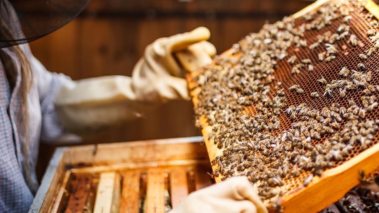 Arıcılık Desteklemesi Başvuruları Başladı!