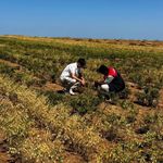 Vize’de Topraktan Sofraya Altın Nohut Projesi” Saha Kontrolleri Yapıldı