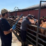 Lüleburgaz’da Büyükbaş Hayvanlar Kontrol Edildi