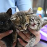 KIRKLARELİ DİKKAT! Sokakta Görülen Her Yavru Terk Edilmiş Olmayabilir