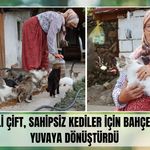 Emekli Çift, Sahipsiz Kediler İçin Bahçelerini Yuvaya Dönüştürdü