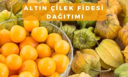 Altın Çilek Fidesi Dağıtılacak